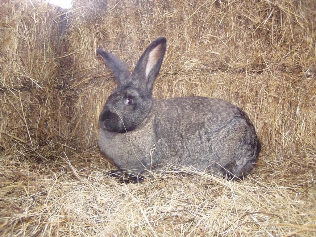 Hungarian Giant