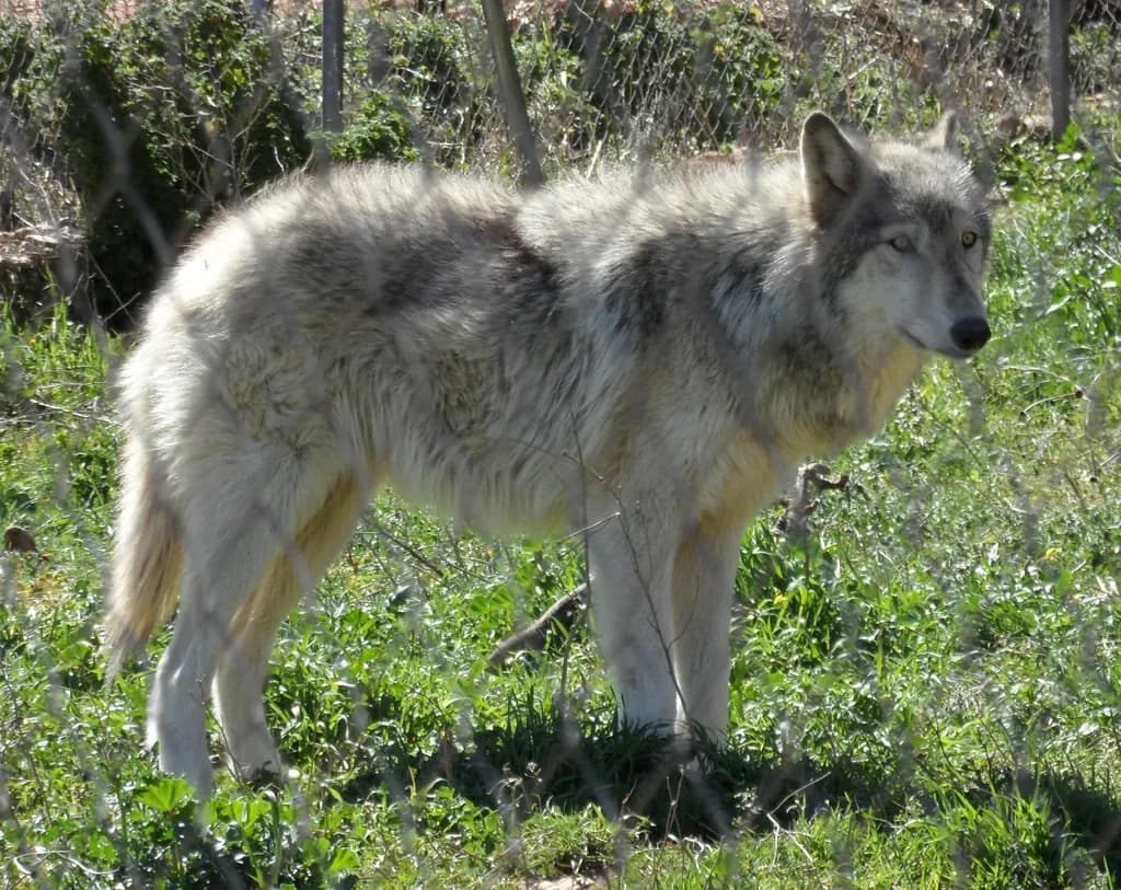 Kunming Kurt Köpeği