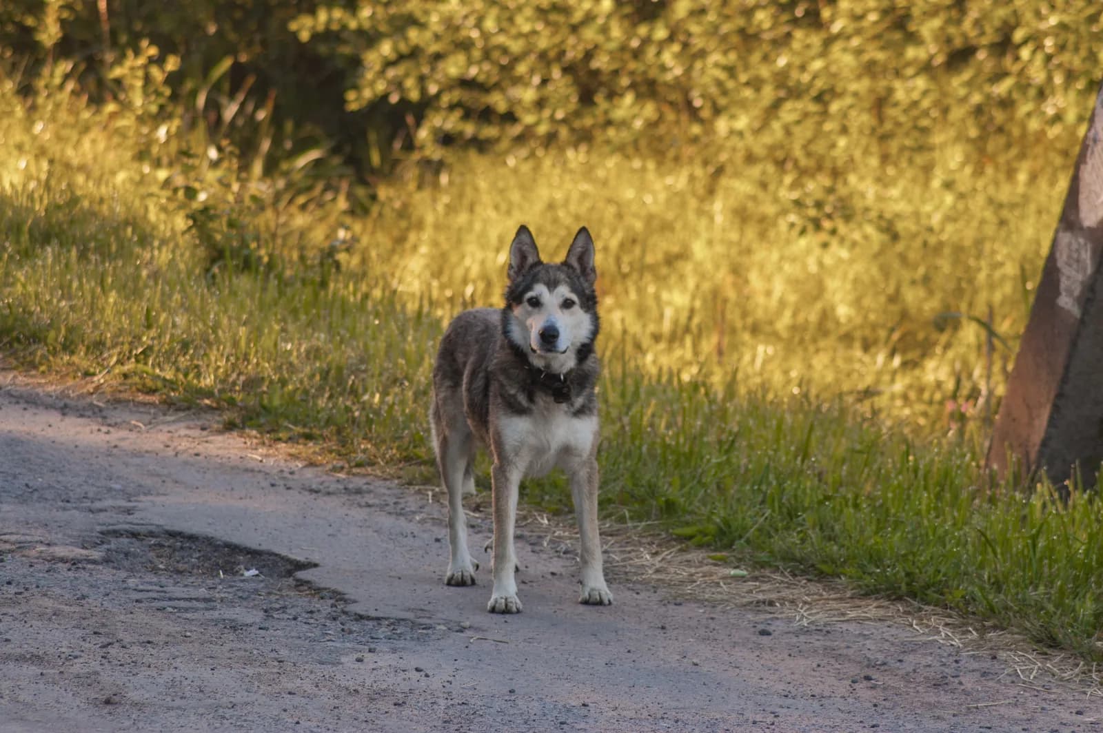 Kuzey İnuit Köpeği