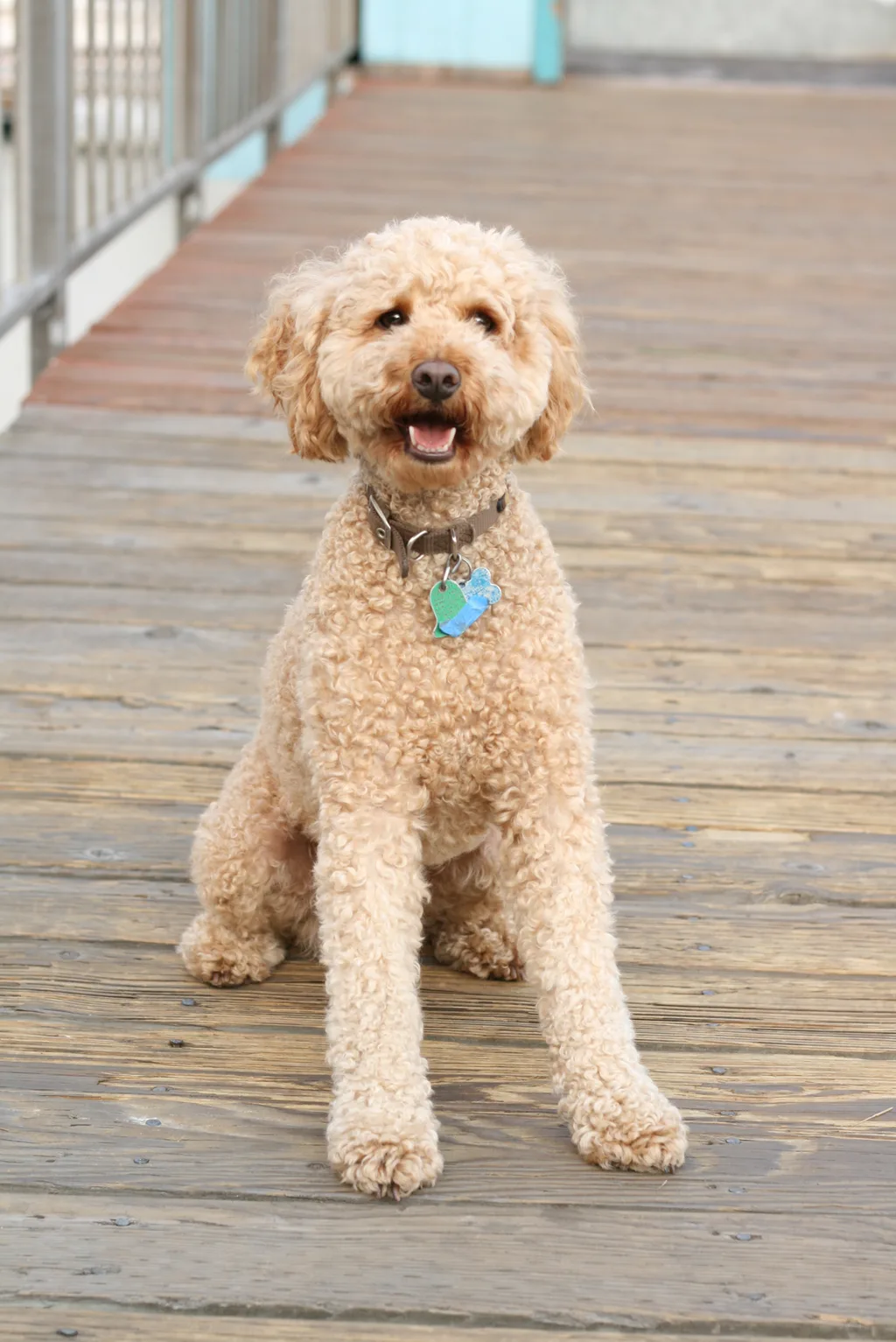 Saint Berdoodle