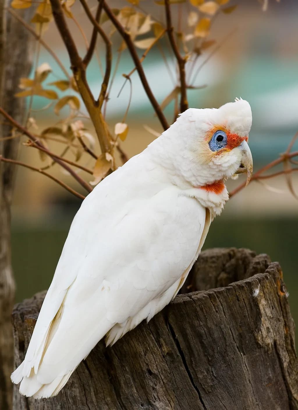 Uzun Gagalı Corella