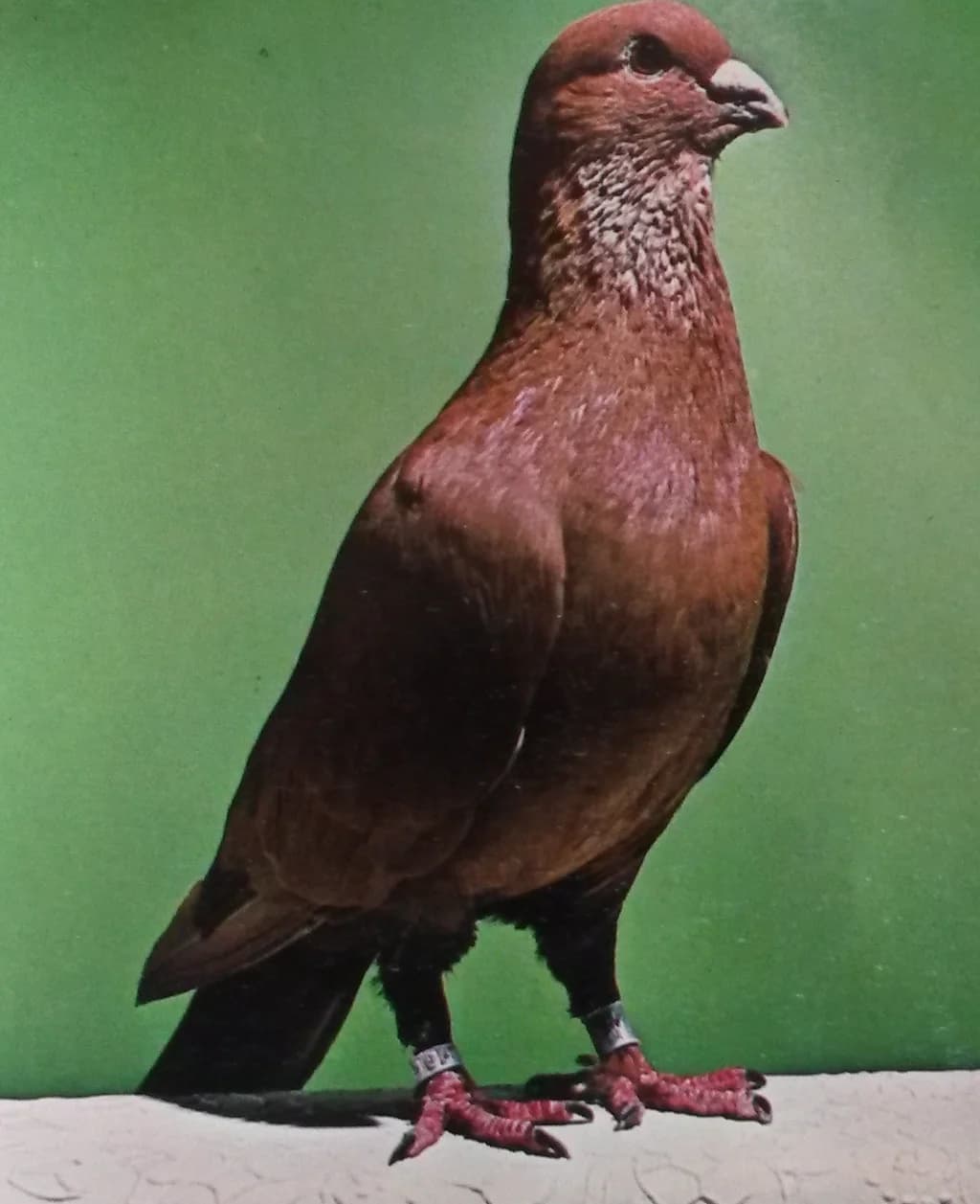Suriye Swift