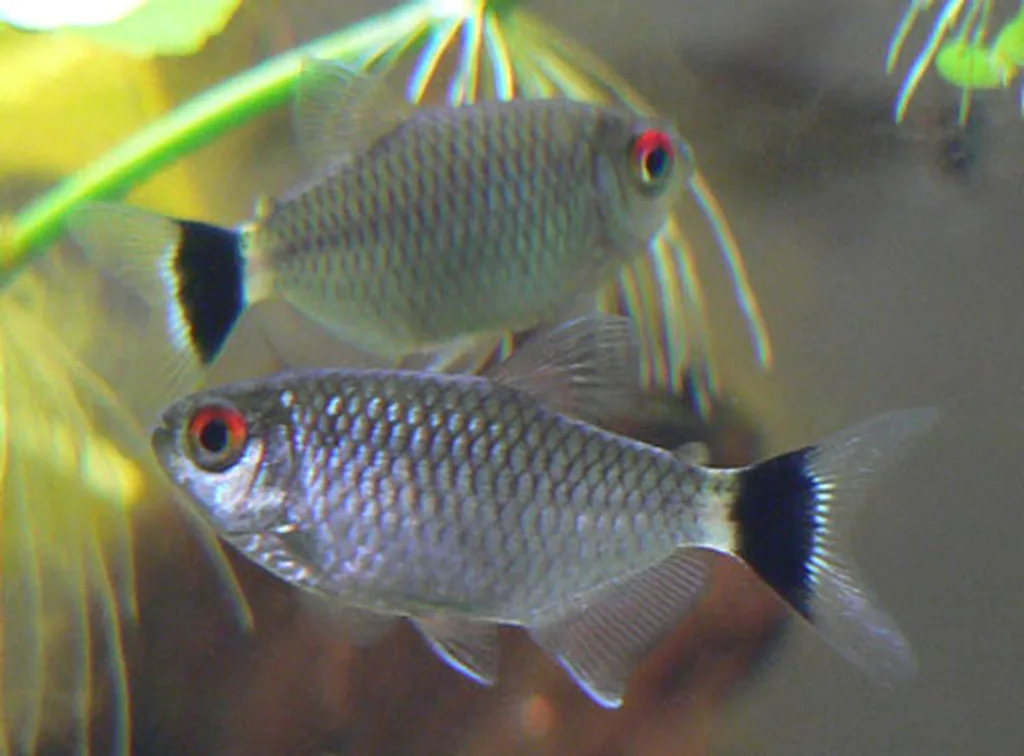 Kırmızı Gözlü Tetra