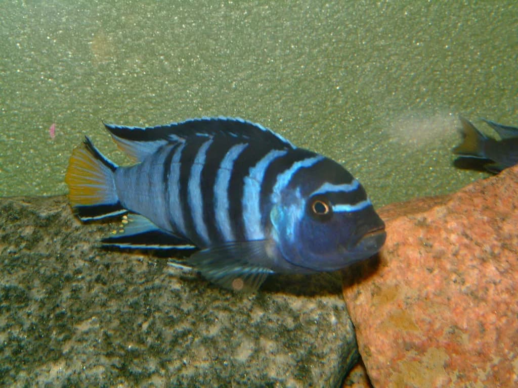 Elongatus Mbuna