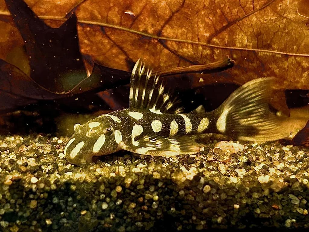 L082 Opal Spot Pleco