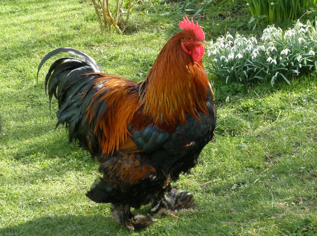 Cochin Tavuğu