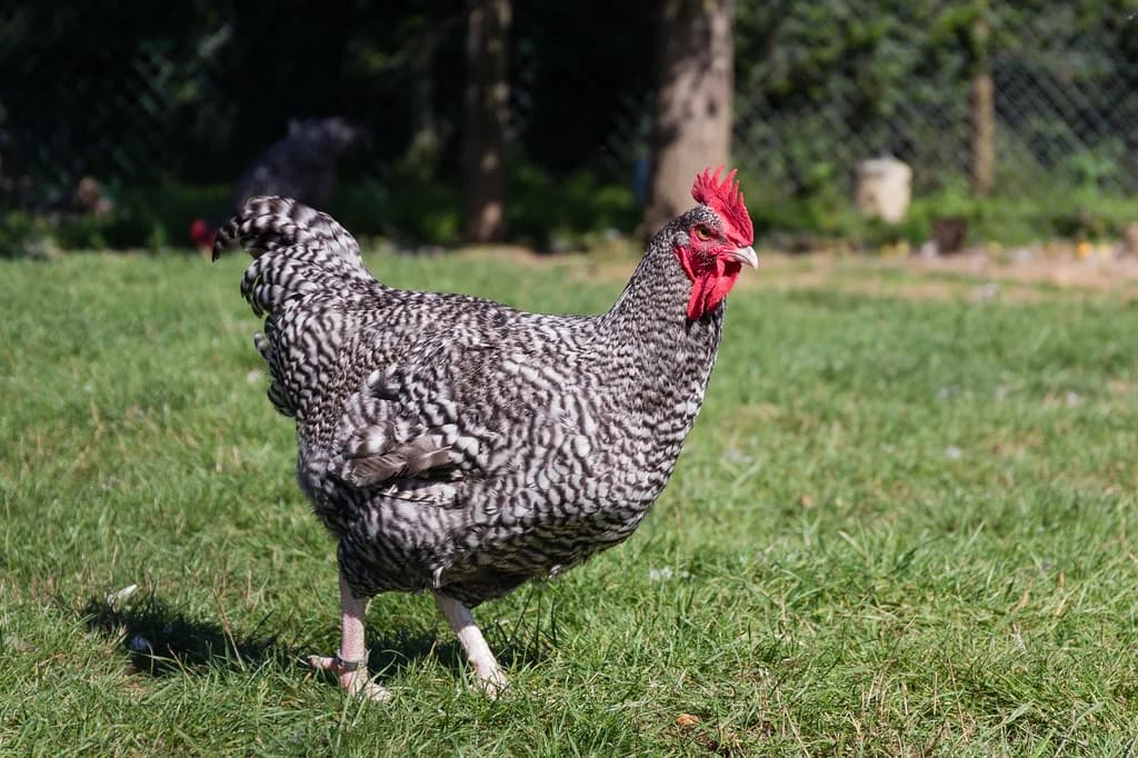 Coucou De France Tavuğu