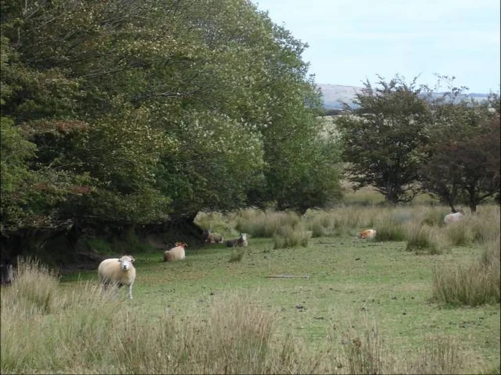Exmoor Horn Koyunu