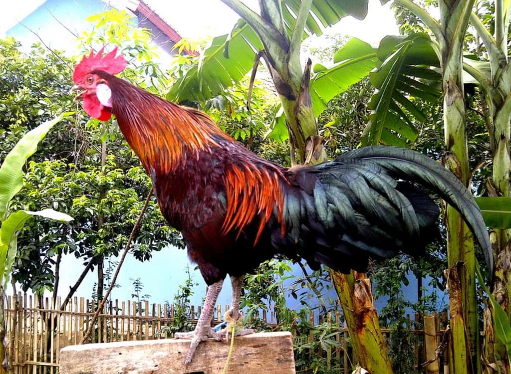 Ayam Ketawa Tavuğu