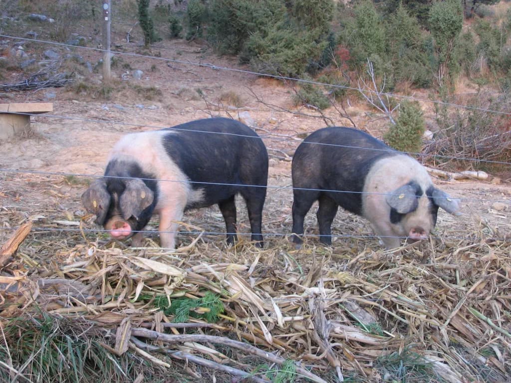 Krškopolje Domuzu