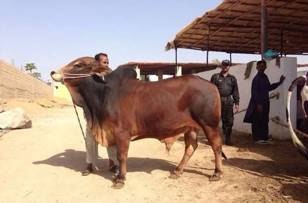 Kırmızı Sindhi Sığırı