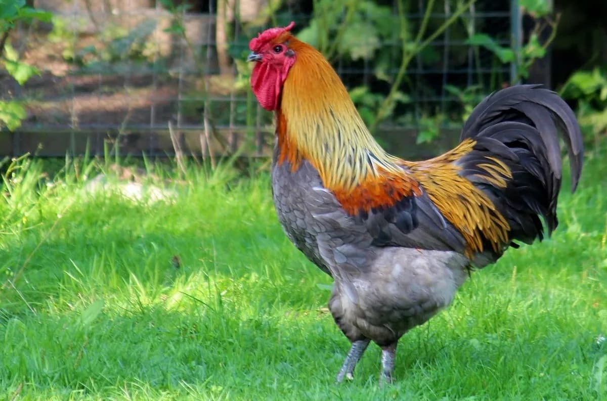 Ayam Sentul Tavuğu