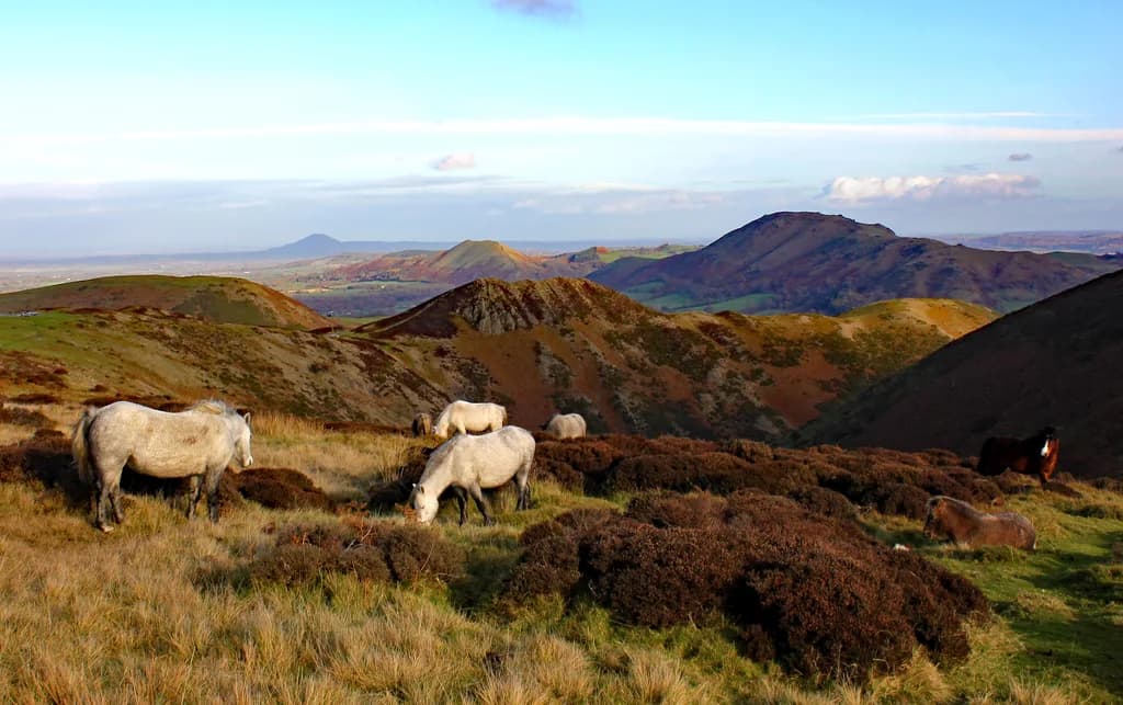 Shropshire Koyunu