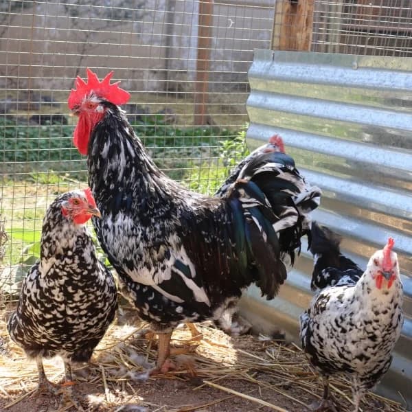 Venda Tavuğu