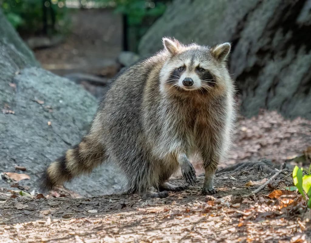 Rakun