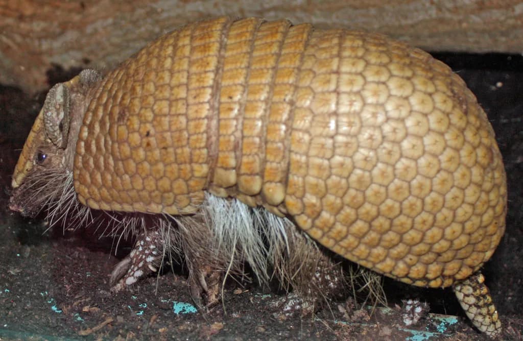 Üç Bantlı Armadillo